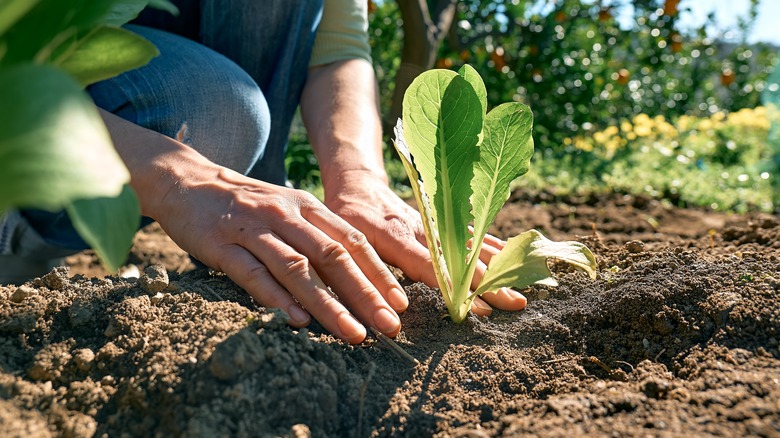 A woman plants a lettuce seedling.