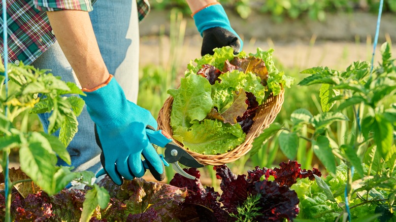 Gardener harvests lettuce leaves.