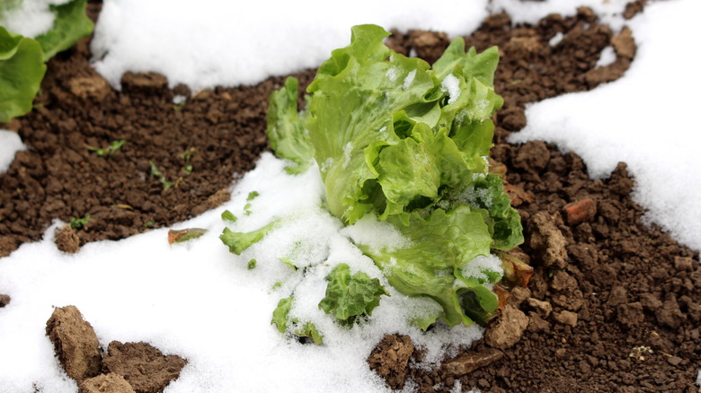 Young lettuce is partially covered by snow.