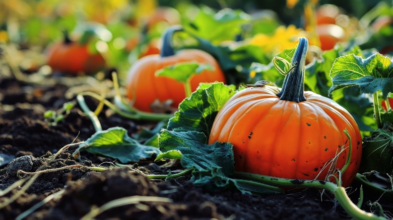 Pumpkins grow in a home garden.