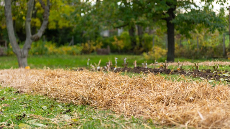 A portion of a yard is covered in straw.