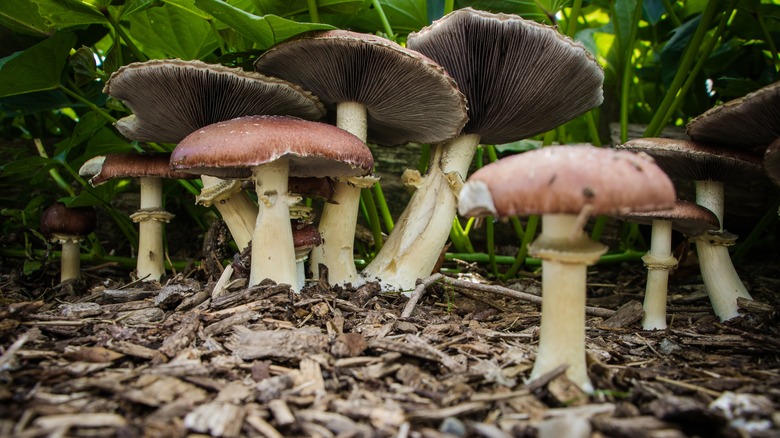 Wine cap mushrooms grow in a bed of wood chips.