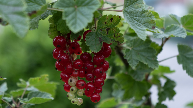 Ripening red currants hang from the bush.