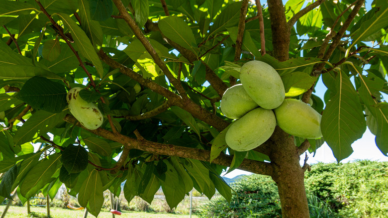 Pawpaws ripen on a tree.