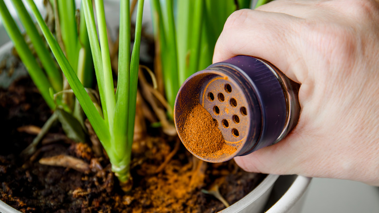 Sprinkling cinnamon on potted plants.