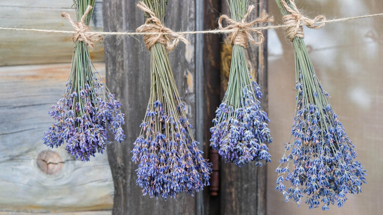 Bundles of lavender hang upside down from a string to dry.