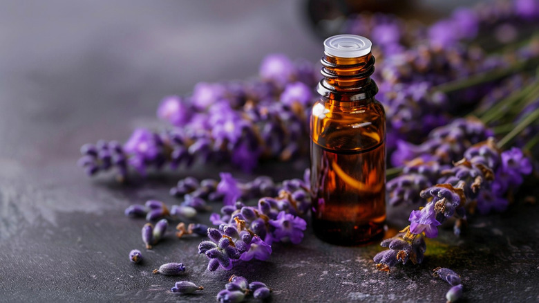 Lavender essential oil in a glass bottle with fresh lavender flowers scattered around it.