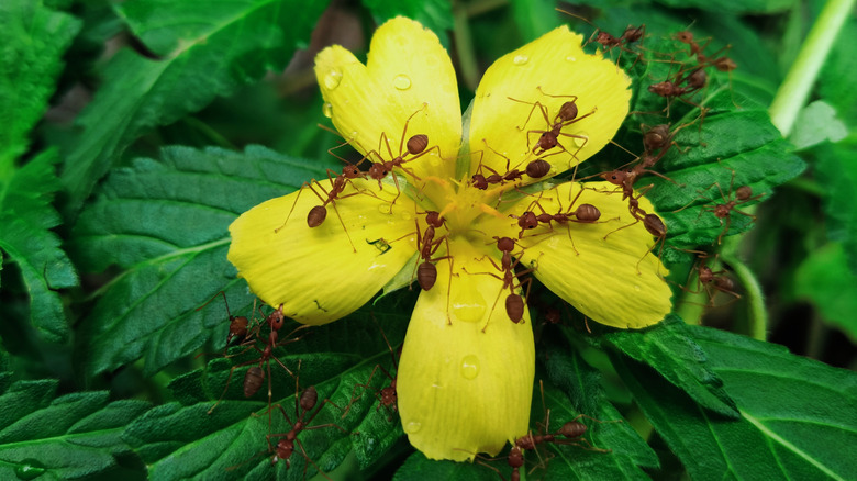 Red ants swarm on a small yellow flower and its green leaves.