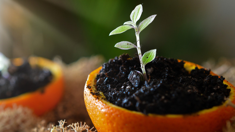 Hollowed out orange peels being used as seed starter pots