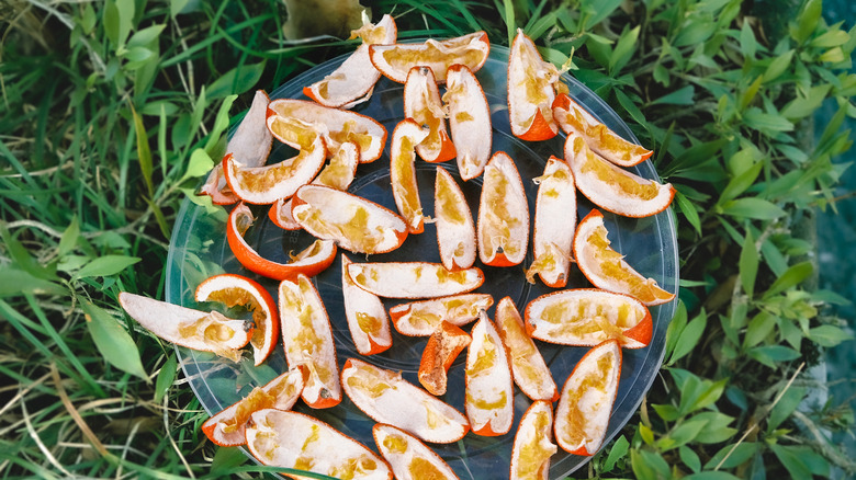Sun-dried orange peels on grass
