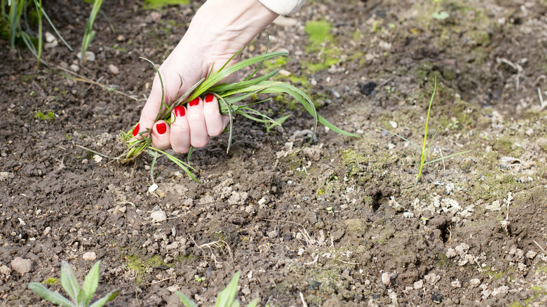 A woman pulling weed out of the soil