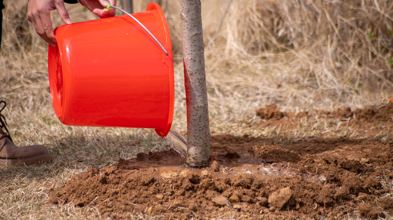 A gardener waters a tree.