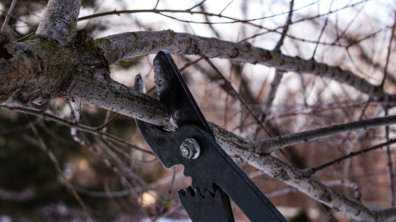 A gardener prunes a dormant apple tree.