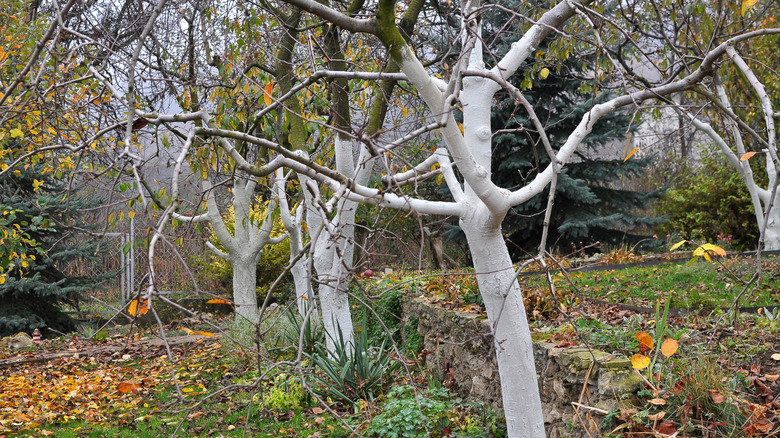 An orchard of trees are painted white.