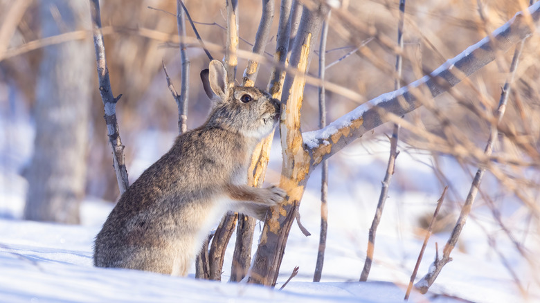 A rabbit eats bark from a tree in winter.