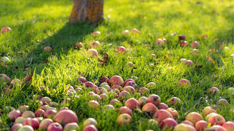 Apples litter the ground by a tree.