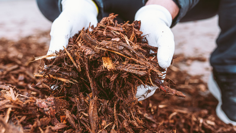A gardener holds a handful of mulch.