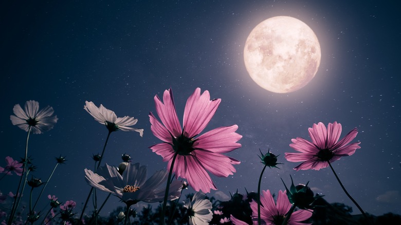 Flowers bloom under a full moon.