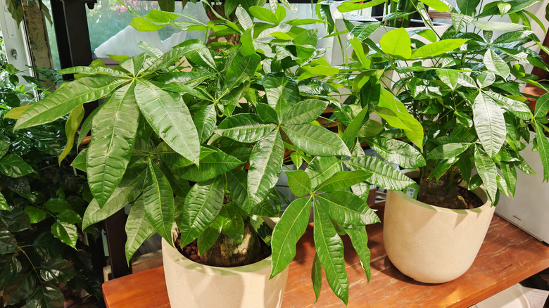 two money tree plants in white pots on a wooden bench