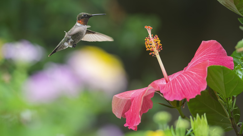 A gray and orange hummingbird approaches a tropical hibiscus flower.