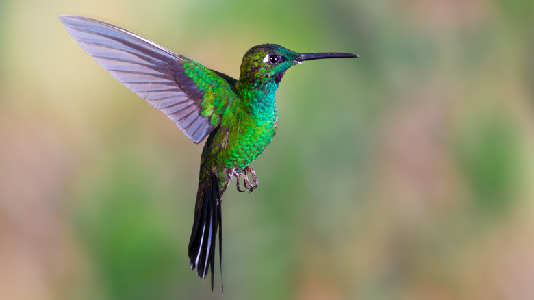 A green, purple, and blue hummingbird hovers in the air.