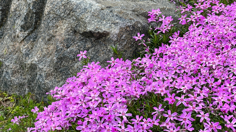 Creeping phlox thrives in a rock garden.