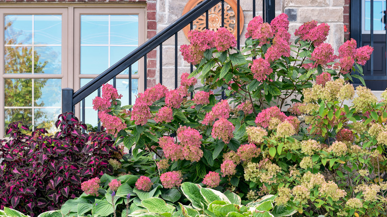 Pink hydrangea bushes bloom in a yard against a stair rail.