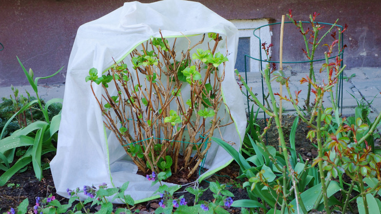A cover sits on a small  hydrangea bush.
