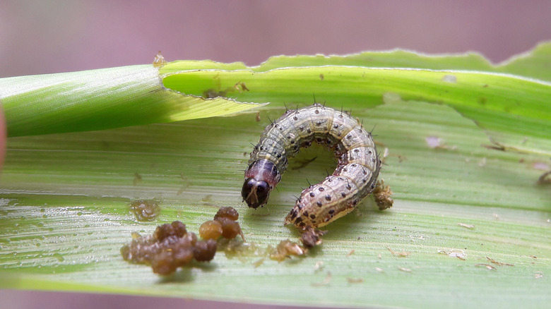 A fall armyworm rests on a leaf.