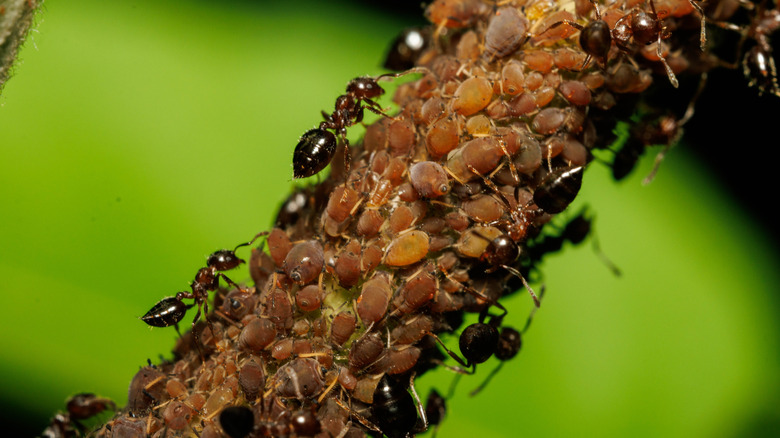 Ants collect honeydew from aphids.