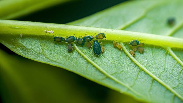 Aphids cluster on the back of a leaf.