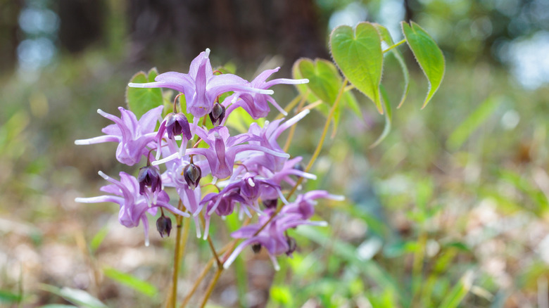 pink epimedium flowers in full bloom