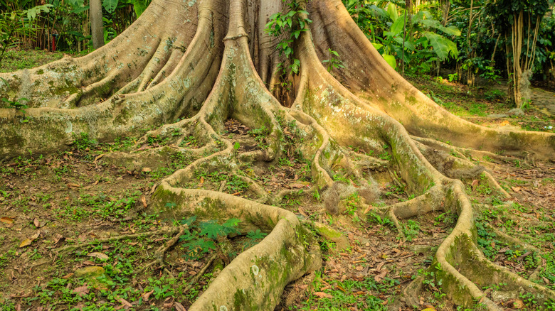 Base of a tree trunk with spreading roots