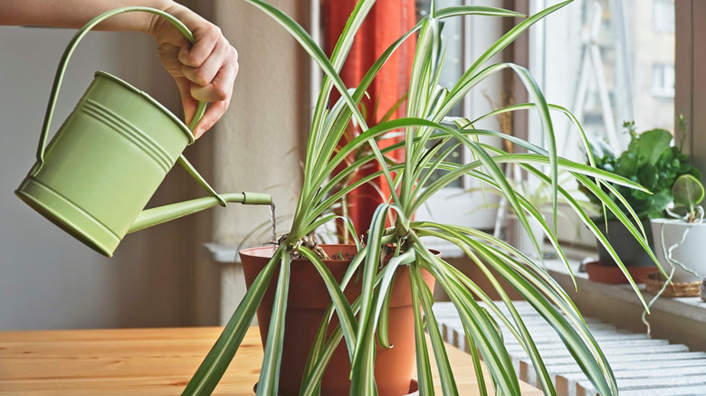 A person waters a healthy spider plant.