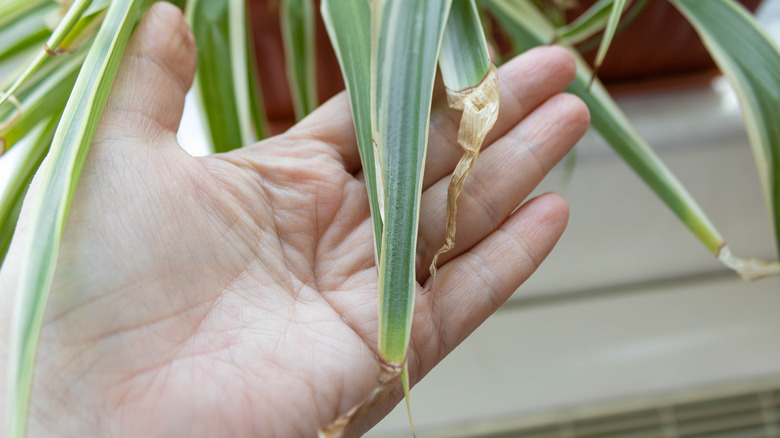 The tips of a spider plant's leaves are turning brown.