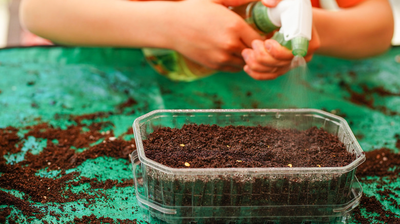 A person mists seeds in a container with spray bottle.
