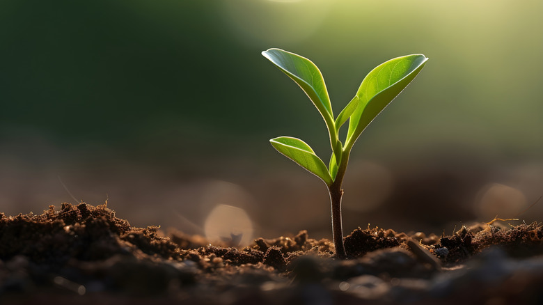 A young plant is sprouting up from the soil in sunlight.