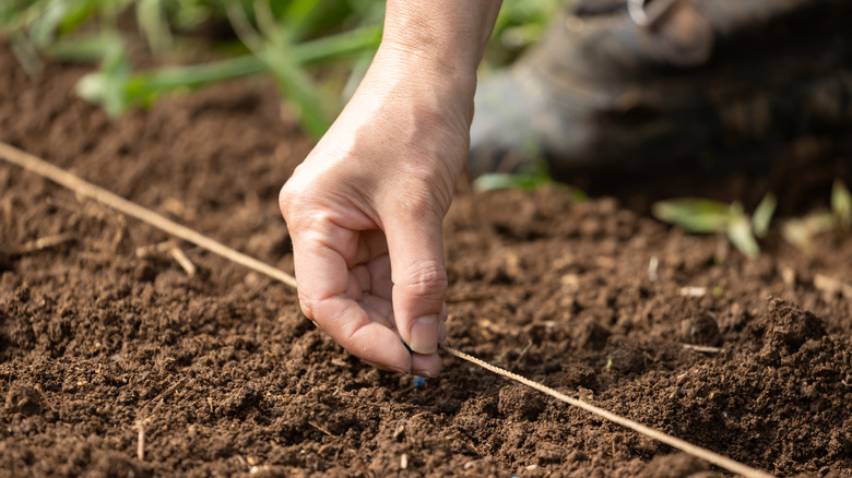 A hand sows seeds in the soil using a string as a guide.