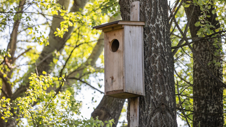 A screech owl box hangs on a tree trunk.