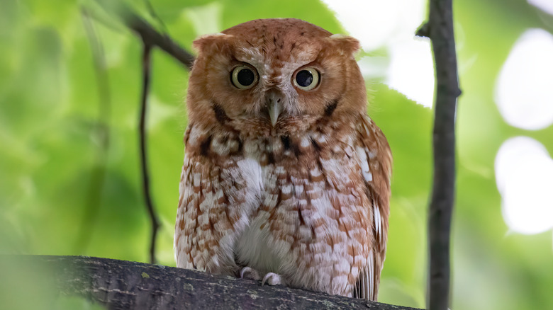 Eastern screech owl sits on a tree branch.