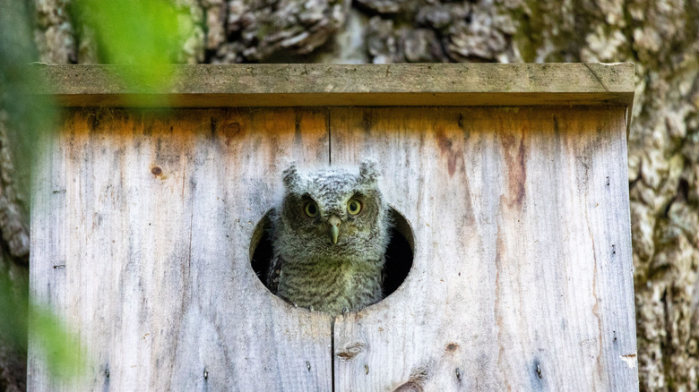 A screech owl peeks out from the hole in an owl box.