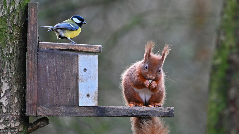 A red squirrel eats bird food on a bird feeder as a great tit bird looks on