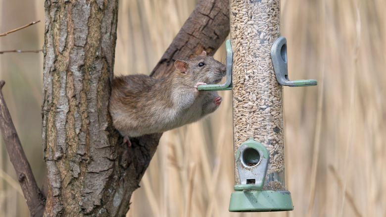 A brown rat stretches its body from a tree to eat seed from a birdfeeder.