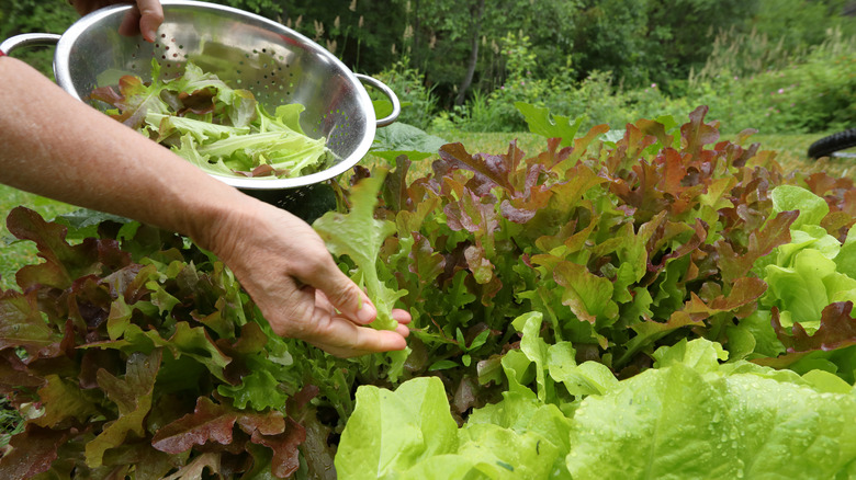 A person collects salad leaves from a garden.
