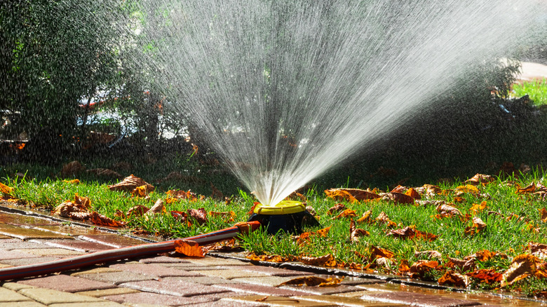 A sprinkler waters a lawn covered in fall leaves.