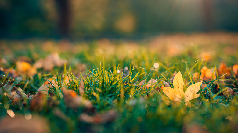 Colorful fall leaves lay on the lawn.