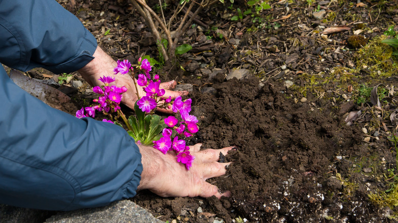 A gardener puts their hands into their soil.