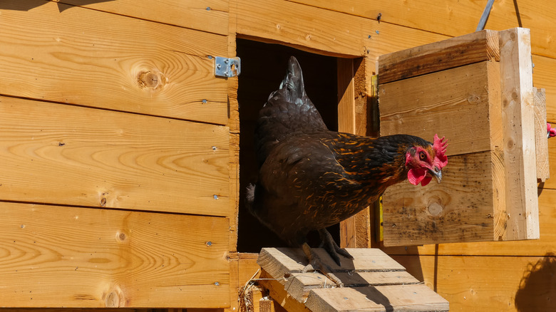 A chicken walking down the wooden ramp from a wooden chicken coop