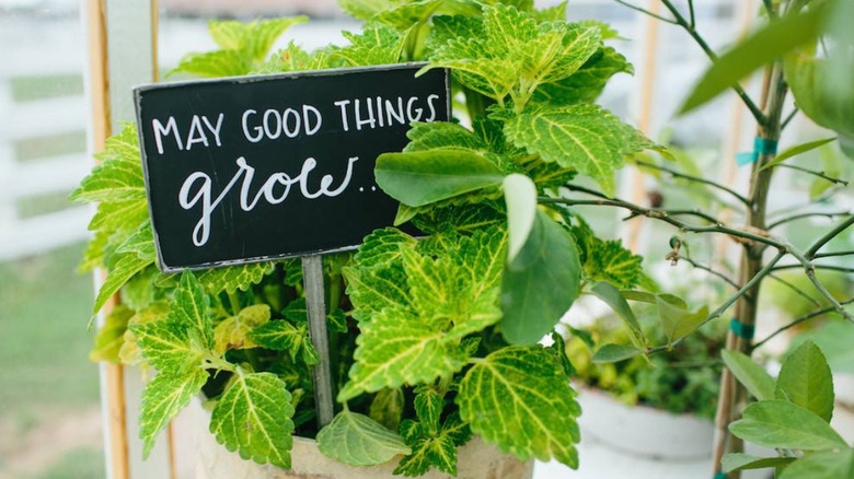 A plant grows in a pot with a chalkboard sign that says "may good things grow...".