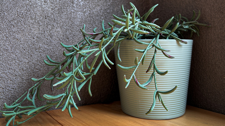 A string of bananas succulent grows in a pot.